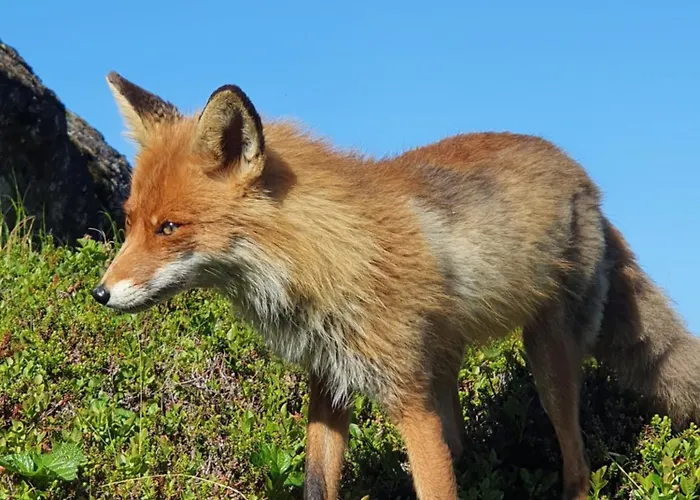 Nord Hus Service As, Deluxe, Sauna, Jakuzzi Apartment *